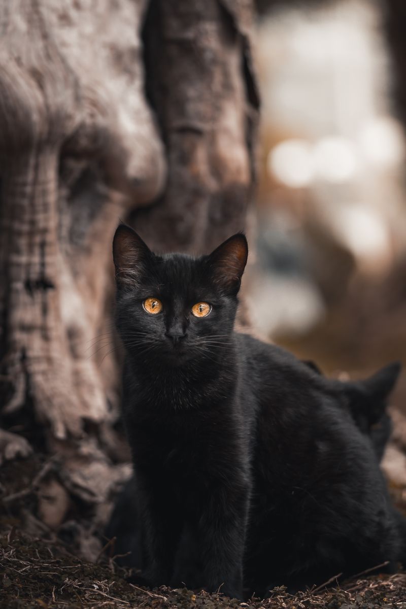 Lunch, a black cat with yellow eyes, looking at the camera